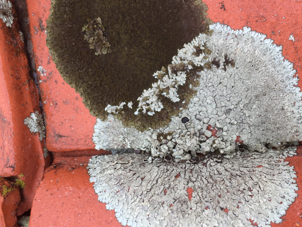 roofing-Moss-Lichen-Growth-1030x773