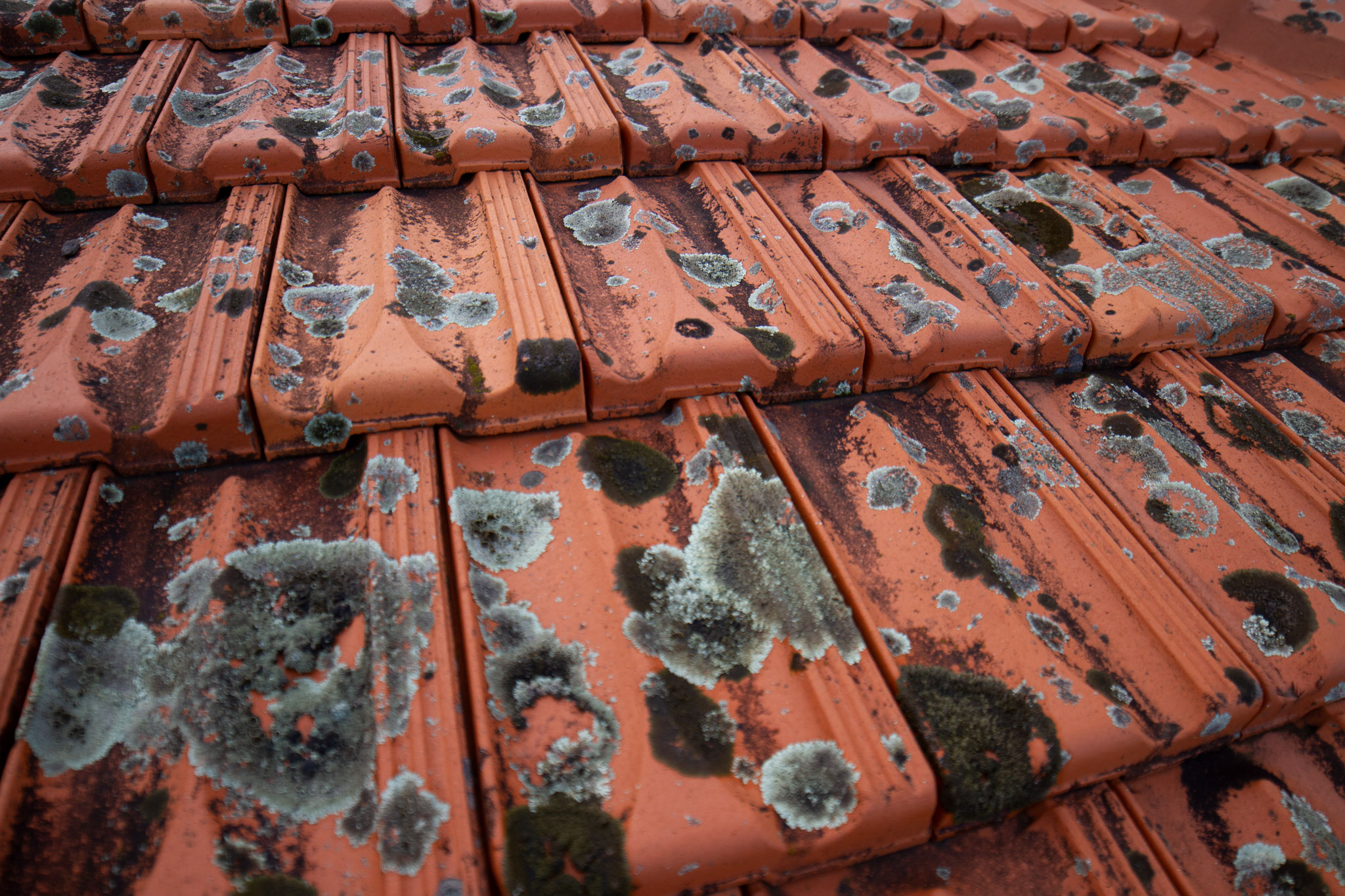 mould on tiled roof